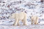 Mother Polar Bear With Cub, Churchill, Manitoba, Canada