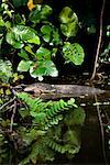 Malayan Water Monitor Lizard, Sungei Buloh Wetlands Reserve, Singapore
