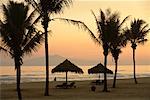 Palm Trees and Palapas on Beach, Hoi An, Vietnam