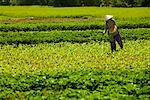 Woman Working i n Field, Kim Bong, Vietnam