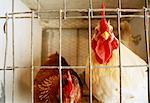 Chickens in Cage