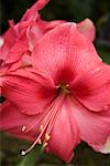 Hibiscus Flower