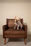 Chien assis sur une chaise