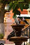 Pigeons sur une fontaine, Mexique
