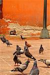 Groupe de pigeons près d'un poteau, Mexique