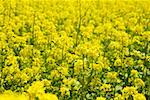 Close-up of yellow flowers in a field, Czech Republic