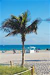 Nahaufnahme einer Palme am Strand, South Beach, Miami, Florida, USA