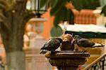 Two pigeons drinking water from a fountain, Mexico