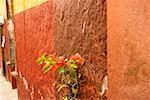 Close-up of a plant on the wall, Mexico