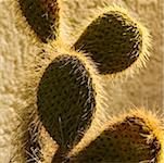 Close-up of a hairy cactus