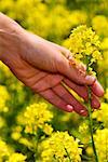 Close-up of a person's hand picking a flower