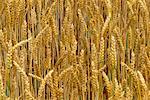 Close-Up of Wheat