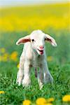 Portrait of Lamb