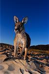 Kangaroo, Victoria, Australia