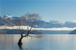 Arbre, lac Wanaka, Wanaka, South Island, Nouvelle-Zélande