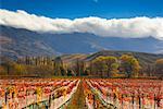 Overview of Vineyard, Cromwell, Otago, South Island, New Zealand