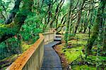 Boardwalk, Cradle Mountain Lake- St Clair National Park, Tasmania, Australia