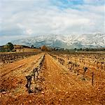 Vineyard, Aix-en-Provence, Provence, France