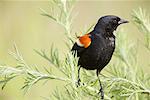 Red-Winged Blackbird, Ontario, Canada