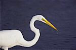 Grande aigrette dans les marais humides, Osceola County, Floride, Etats-Unis