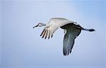 Sandhill Crane in Flight