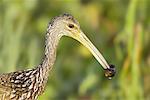 Limpkin Feeding on Snails