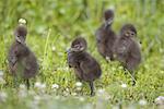 Limkin Chicks Walking in Marsh
