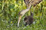 Mother Limpkin Feeding Chick