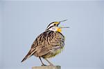 Meadowlark