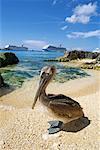 Portrait de Pelican, îles Caïmans