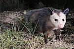 Opossum dans la nuit