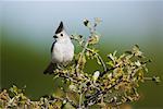 Tufted Titmouse