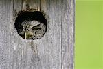 Screech Owl in Nesting Box