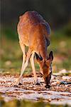 White-tailed Deer