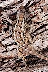 Texas Spiny Lizard on Tree