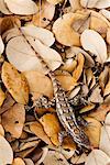 Texas Spiny Lizard in Leaves