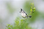 Mésange bicolore sur branche