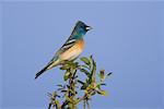 Lazuli Bunting on Tree Top