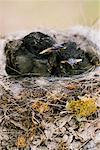 Eastern Phoebe poussins en nid