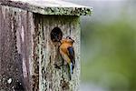 Östlichen Bluebird bei Verschachtelung Box