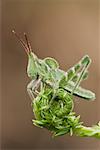 Grasshopper on Fiddlehead