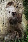 Close-Up of Porcupine