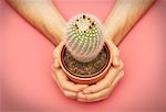 Person's Hand Holding Cactus