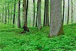 Laubwald im Frühjahr, Spessart, Bayern, Deutschland