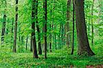 Deciduous Forest in Spring, Spessart, Bavaria, Germany