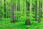 Hêtre forêt, Parc National de Hainich, Thuringe, Allemagne