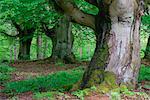 Vieux hêtres dans la forêt, Parc National de Kellerwald-Edersee, Hesse, Allemagne