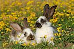 Lapins dans la prairie