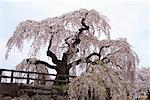 Cherry Blossom Tree, Tokyo, Japan