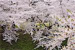 Picnic Under Cherry Blossom Trees Japan